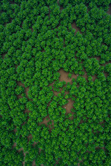 Aerial view of forrest trees