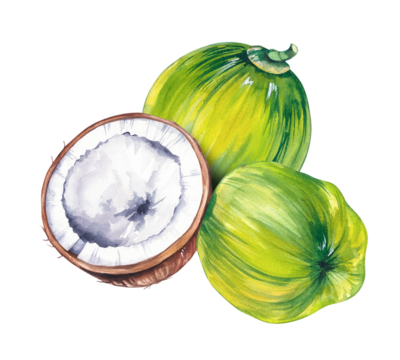 Watercolor coconut hand drawn nut. Coconut illustration for packaging, textile, bird design etc. Coconut fruit isolated on white. Tropical illustration