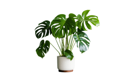 Indoor potted monstera plant with large leaves in pot on transparent background.

