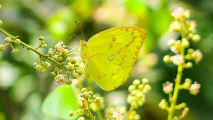 yellow butterfly perch on longan flower eating nectar. help pollination, ready enter into longan fruit season.