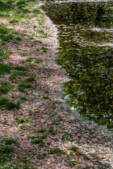 Cherry blossom petals and reflection in a puddle