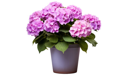 Blooming hydrangea in flower pot on transparent background PNG.
