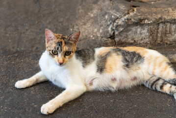 A white, yellow and brown female cat lying on the ground of a street.