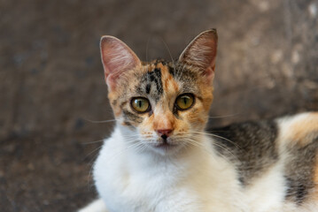Portrait of a female white, yellow and brown cat looking at the camera.