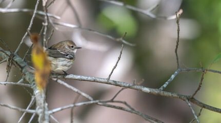 Yellow-rumped warbler perched in a tree.