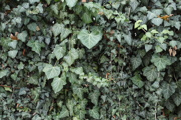 Texture of beautiful green ivy leaves as background, closeup