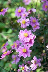 Vivid pink Japanese anemone blossoms featuring golden centers, nestled amidst lush green leaves.