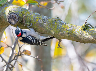 Yellow-bellied sapsucker hanging upside down from a tree branch.