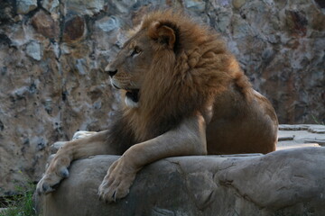 lion in the zoo
