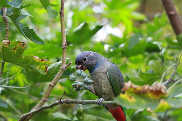 parrot on branch