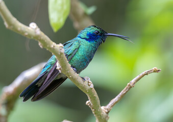 Portrait of a Mexican violetear hummingbird perched on a tree branch.