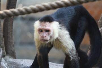 black and white macaque