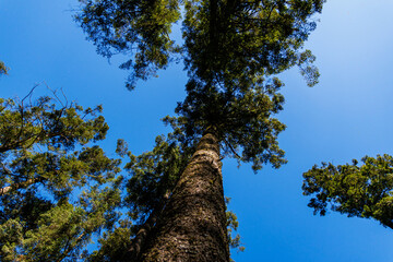 Fototapeta premium trees and sky
