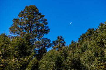 Obraz premium trees and blue sky and moon