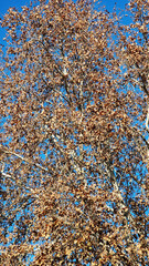 Bare tree branches with dry autumn leaves against a blue sky