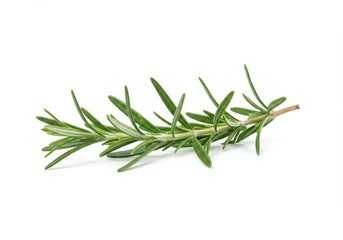 Fototapeta premium A fresh sprig of rosemary with long thin green leaves and a woody stem isolated on white background