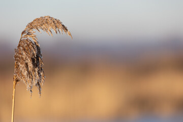A beautiful, tall fluffy reed seed head with out of focus reedbed, wetland habitat in the background. Gorgeous low winter sun. Yorkshire, UK in Winter