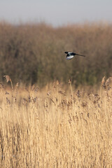 A single Magpie (Pica pica), flying high over a reedbed habitat, in the sunshine. Yorkshire, UK in Winter