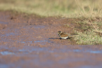 A sunlit Reed Bunting (Emberiza schoeniclus) on the ground, drinking water from a path-side puddle. Yorkshire, UK in Winter