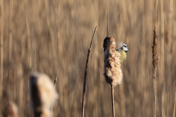 A Blue Tit (Cyanistes caeruleus), with fluff in its beak, feeding on a bullrush at a reedbed habitat. Yorkshire, UK in Winter