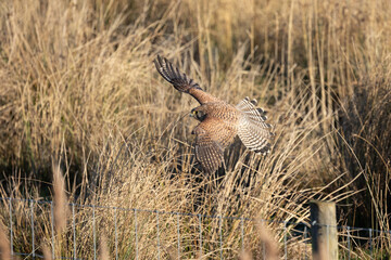 Kestrel (Falco tinnunculus), flying low over a reedbed habitat, in the sunshine. Yorkshire, UK in Winter