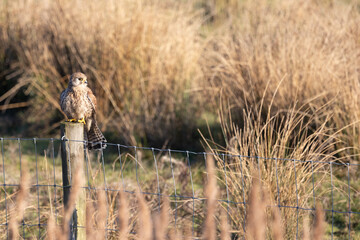 Kestrel (Falco tinnunculus), perched in sunshine, on the wooden post of a wire fence at a reedbed habitat. Yorkshire, UK in Winter