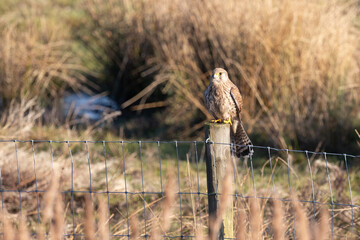 Kestrel (Falco tinnunculus), perched in sunshine, on the wooden post of a wire fence at a reedbed habitat. Yorkshire, UK in Winter