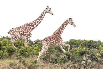 Netzgiraffen