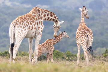 Netzgiraffen