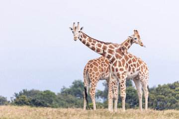 Netzgiraffen