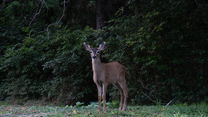 deer in the woods