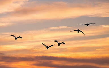 Bird Silhouette in Flight at Sunset