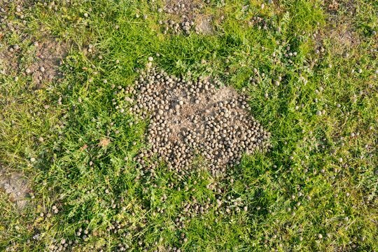 Rabbit Droppings Scattered on a Green Lawn