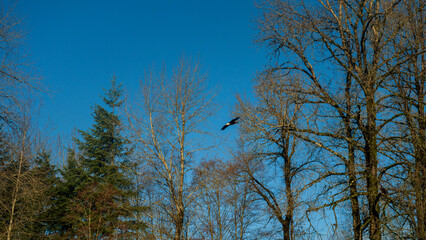 American Eagle