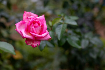 Pink rose