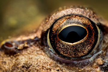 Extreme close-up of a frog’s detailed eye, showcasing intricate patterns and reflections
