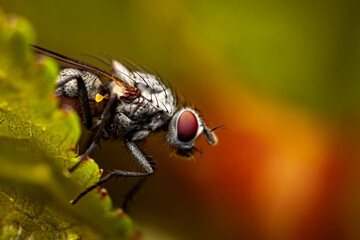 Close-up of a fly resting on a green leaf with intricate details of its body and eyes against a...