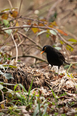A blackbird with an orange beak perched on a tree stump surrounded by forest undergrowth during autumn