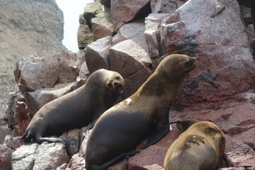 sea lion on the rocks