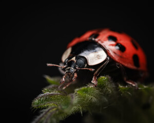 A bright red ladybug with black spots on a clean plain background. Minimalist macro photography showcasing nature’s simple beauty
