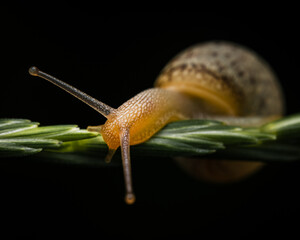 A snail glides gracefully along a rosemary stem, its translucent tentacles catching the light. A macro shot capturing the slow beauty of nature