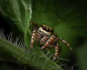 A close-up of a jumping spider nestled in green foliage. Its sharp, glossy eyes and hairy legs make it a fascinating subject for macro photography