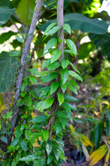 Fresh tiliacora triandra green leaves