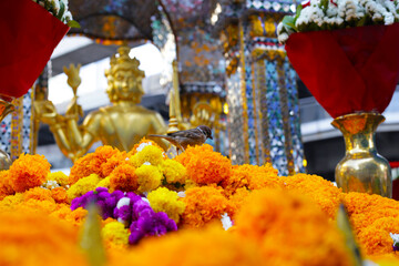 Marigold flowers for worship, Erawan shrine Bangkok city, Thailand