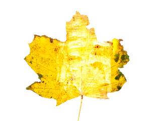 Naklejka premium Golden yellow fallen leaf on white background and birch tree double exposure image. Fall season concept