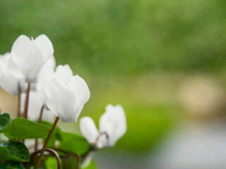 A bunch of white flowers with green leaves. The flowers are in a vase and are arranged in a way that they are all facing the same direction. The vase is placed on a table