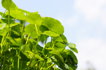 Centella asiatica (gotu kola). Fresh green leaves herb background.