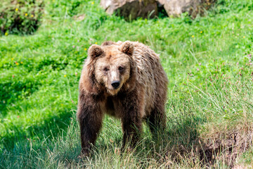 Naklejka premium Braunbnär in der Wiese