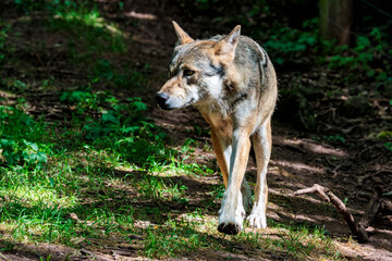 Wolf im Wald
