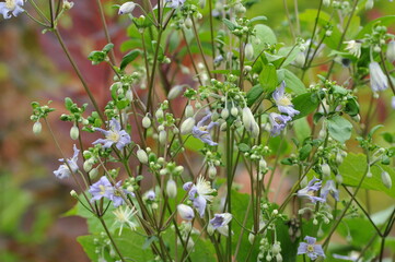 Obraz premium Interesting plants in the garden